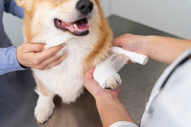 Clinical use of pantoprazole in dogs