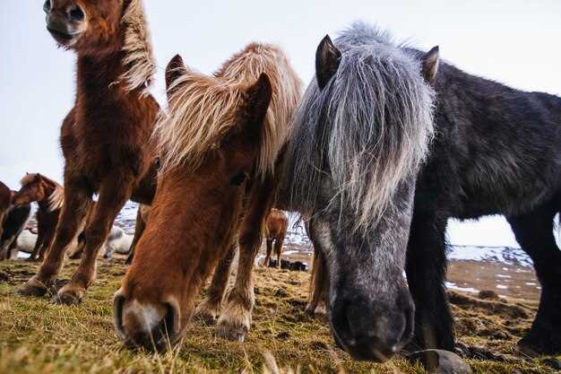 Pantoprazole horses